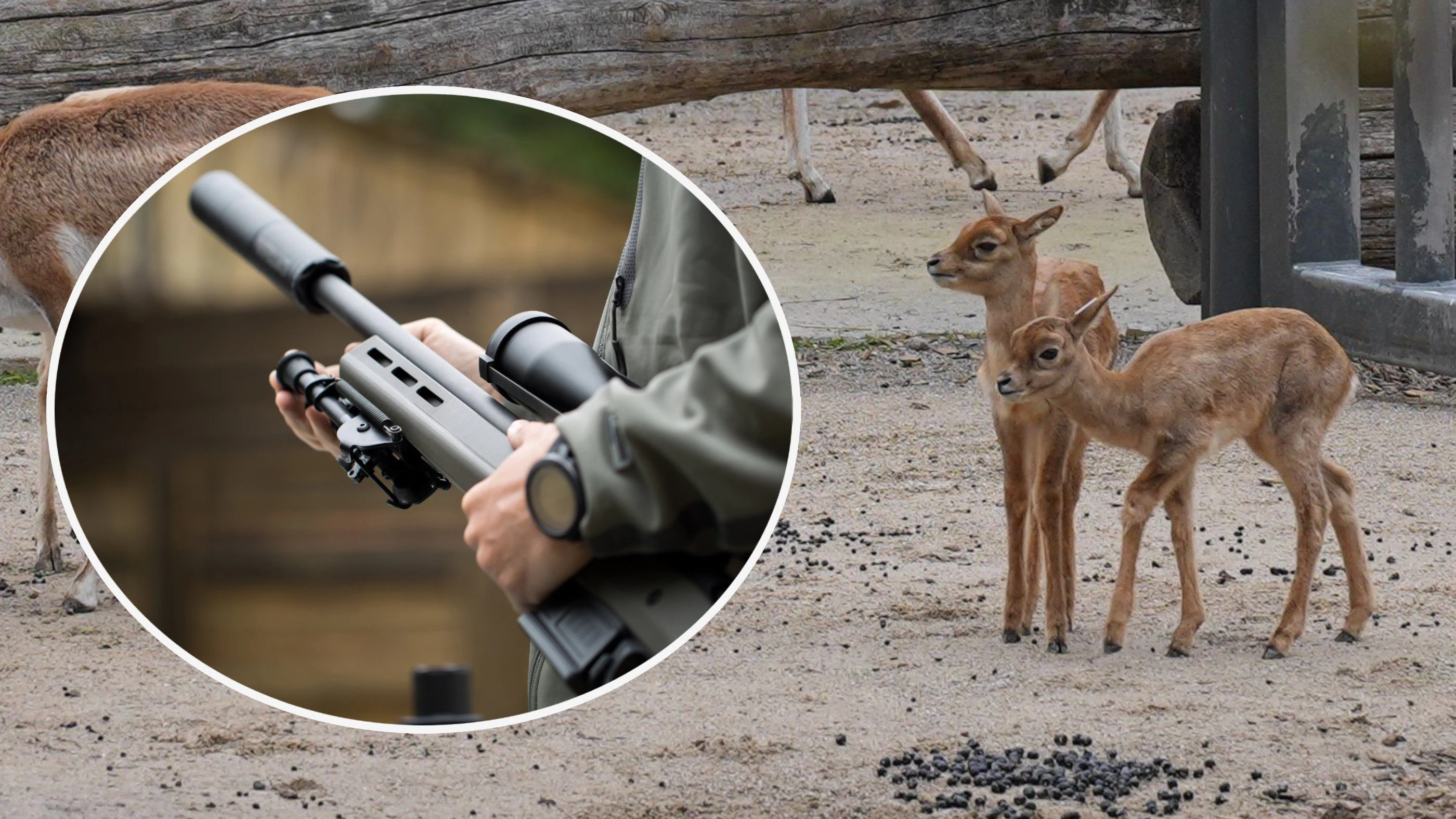 Heute.at - Mord im Zoo – Jagd auf Antilopen-Killer läuft weiter