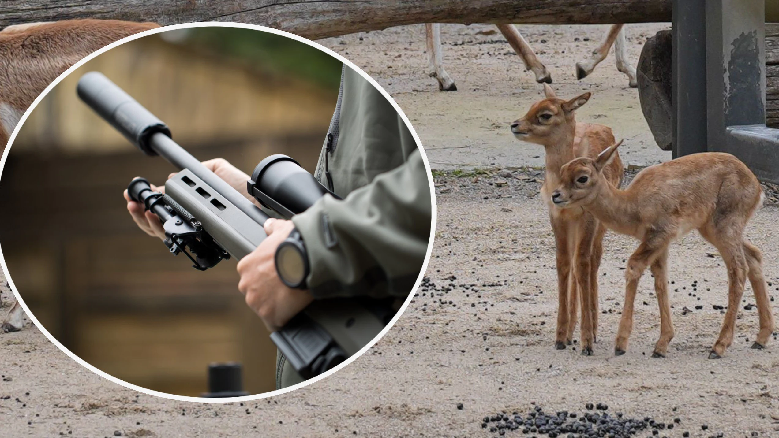 Zwei Jungtiere mit ihrer Mama.