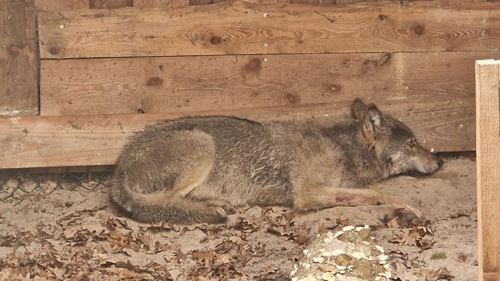 Der Wolf wurde in eine Wildtierauffangstation gebracht.
