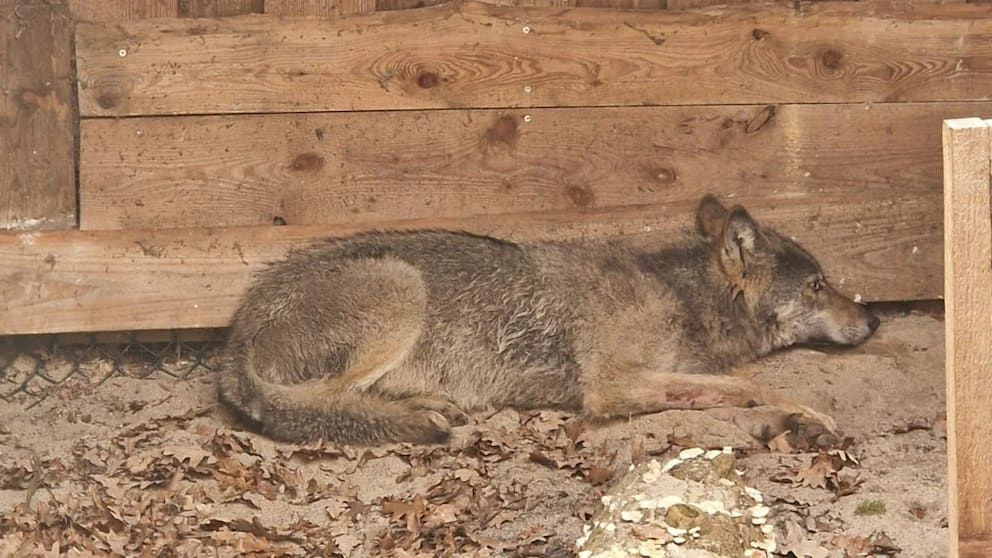 Der Wolf wurde in eine Wildtierauffangstation gebracht.