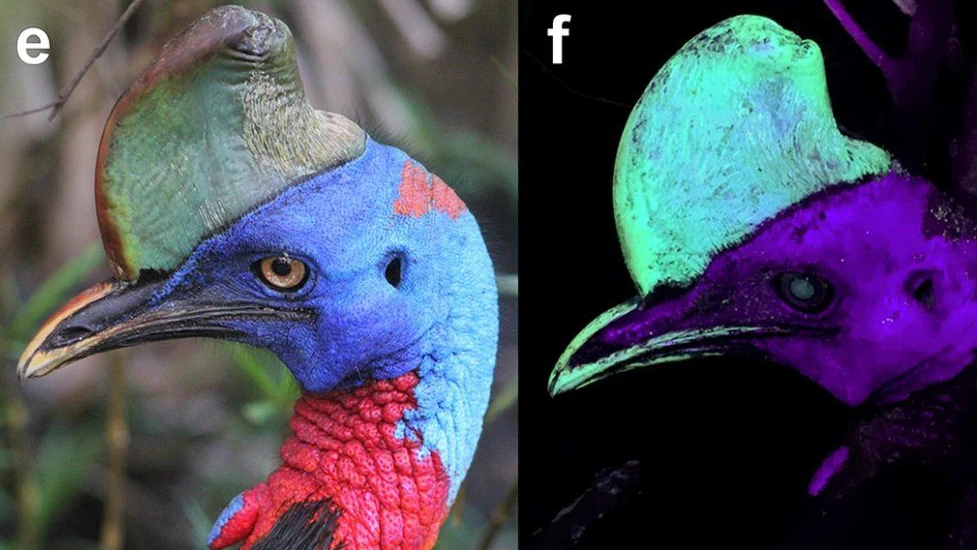 Heute.at - Tödlichster Vogel fängt plötzlich an zu leuchten