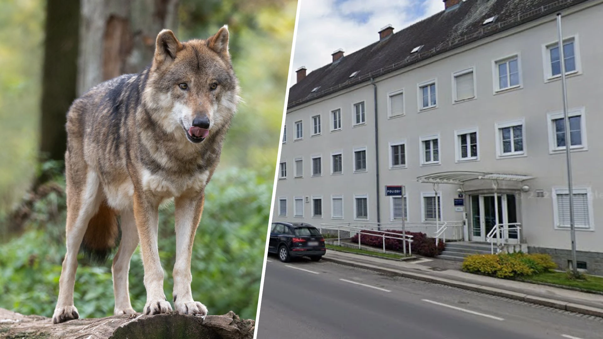Heute.at - Wolf illegal getötet – anonyme Post bringt neue Spur