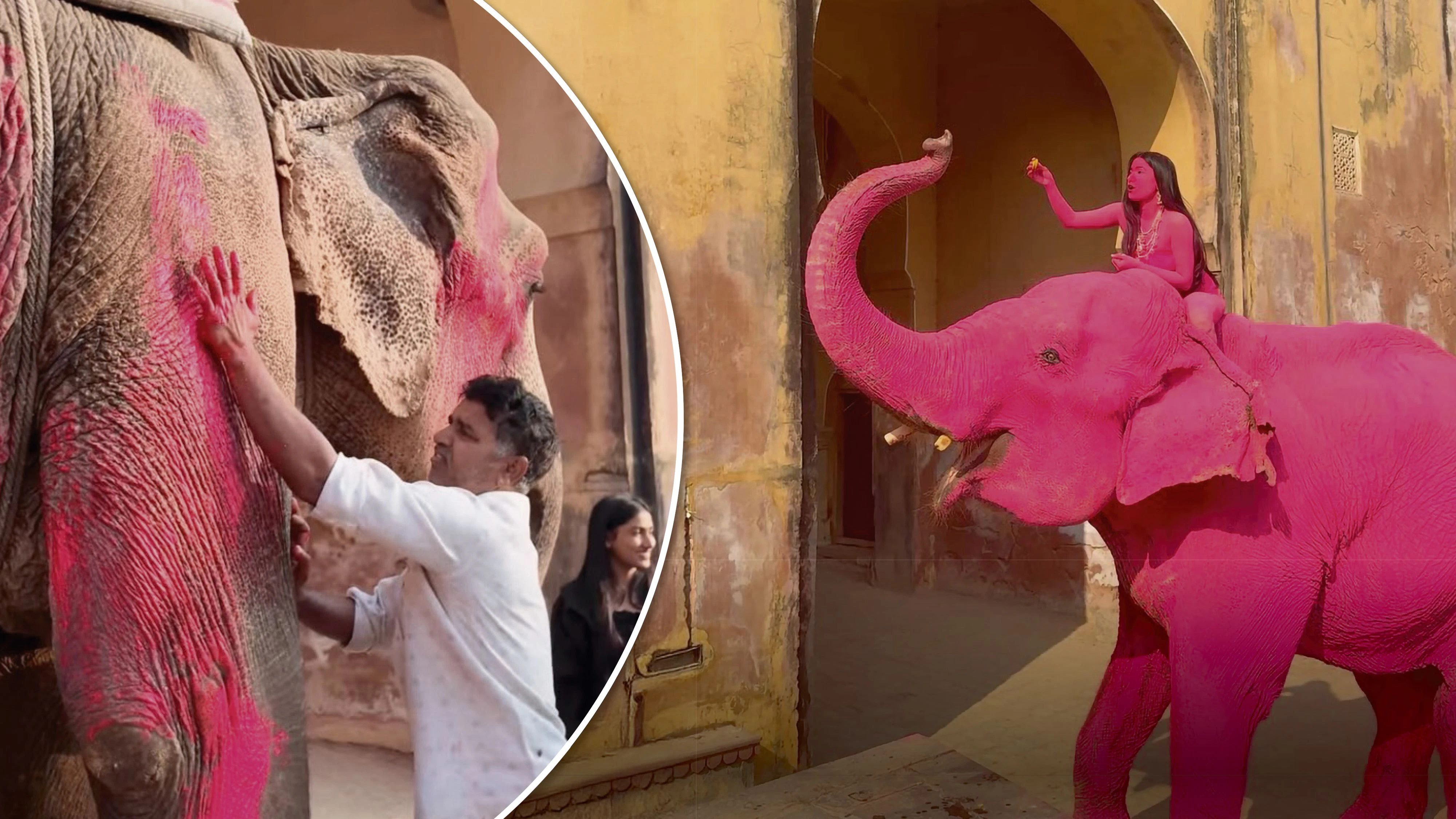 Heute.at - Influencerin malte Elefant rosa an – jetzt ist er tot