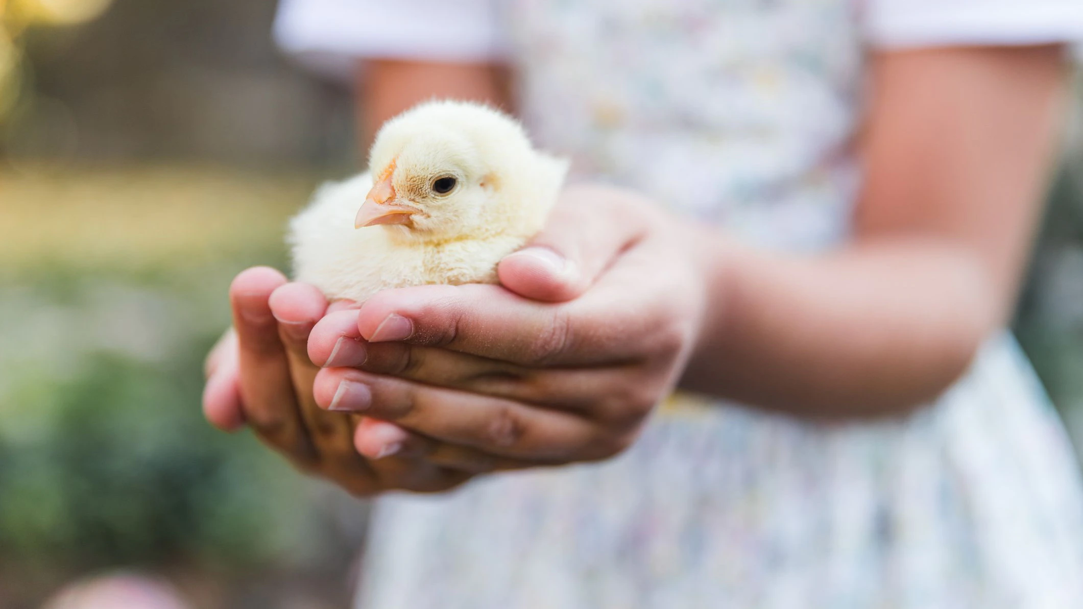 Heute.at - Wie Kätzchen! Diese Flauschis suchen menschliche Nähe