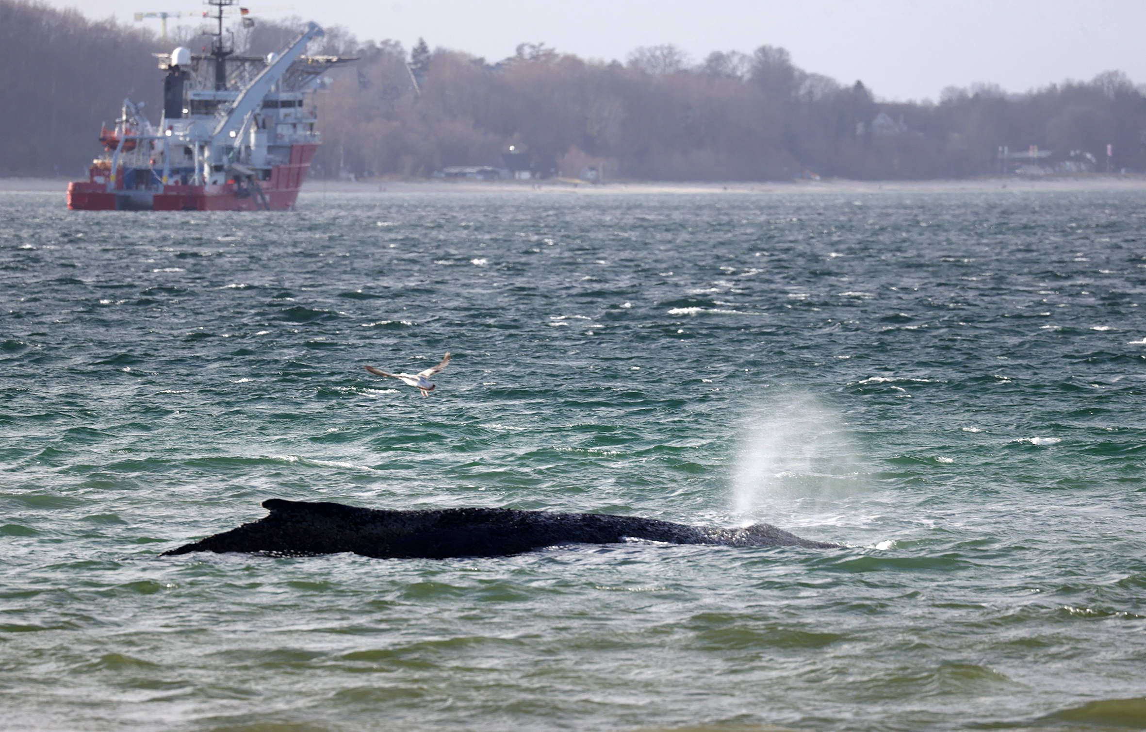 Heute.at - Keine Hoffnung mehr – Experten erwarten Wal-Drama