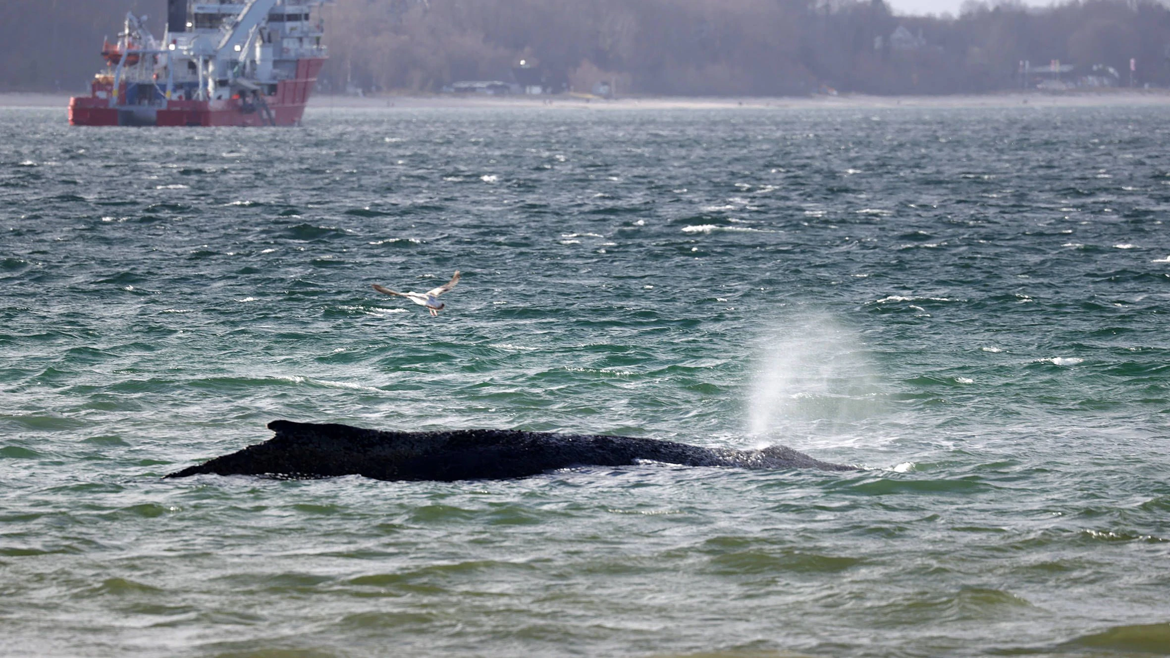 Heute.at - Keine Hoffnung mehr – Experten erwarten Wal-Drama