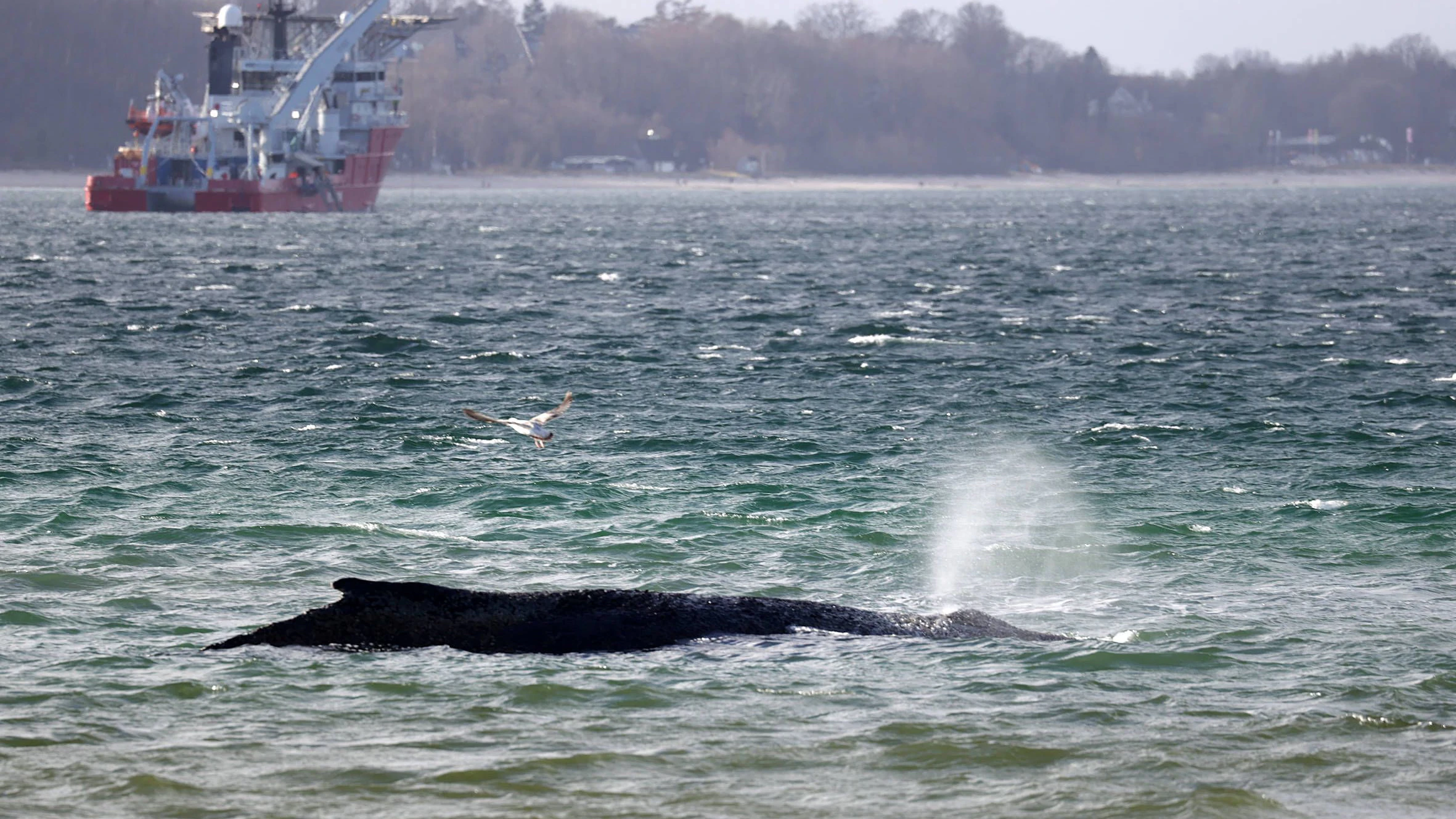 Rund alle fünf Minuten atmet der Wal, mehr aber auch nicht. 