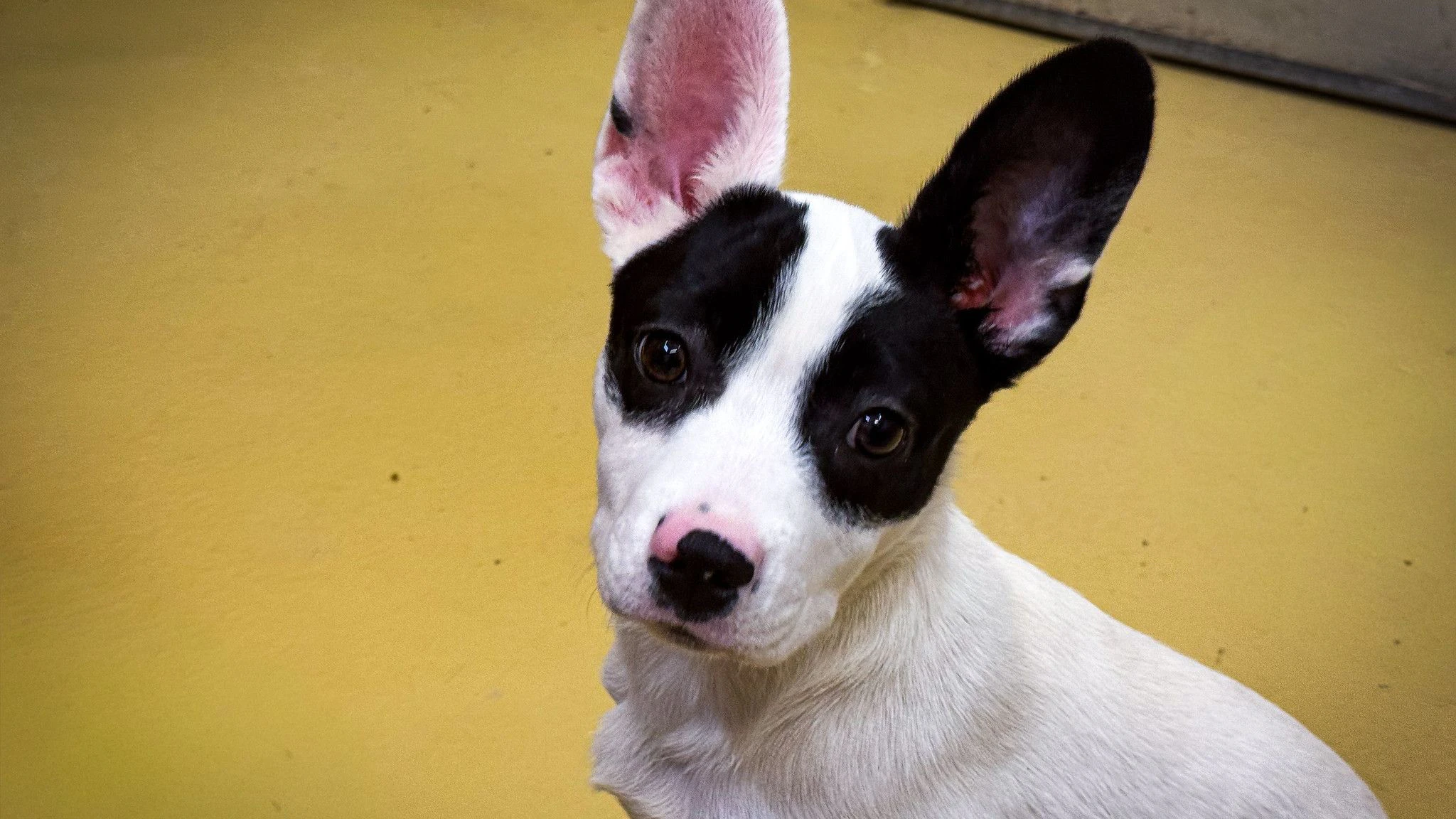 Heute.at - Alle Geschwister vermittelt - nur Sansa will niemand?
