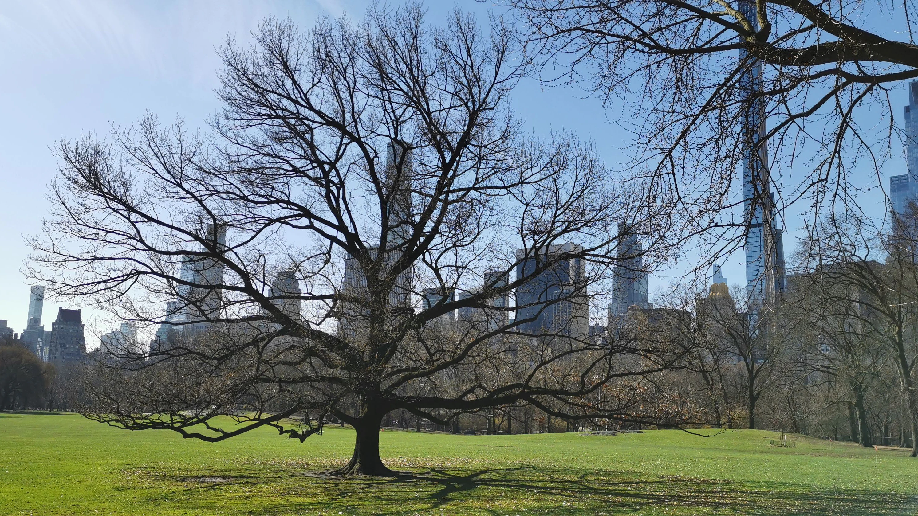 Auch im Central Park ist der Frühling eingezogen