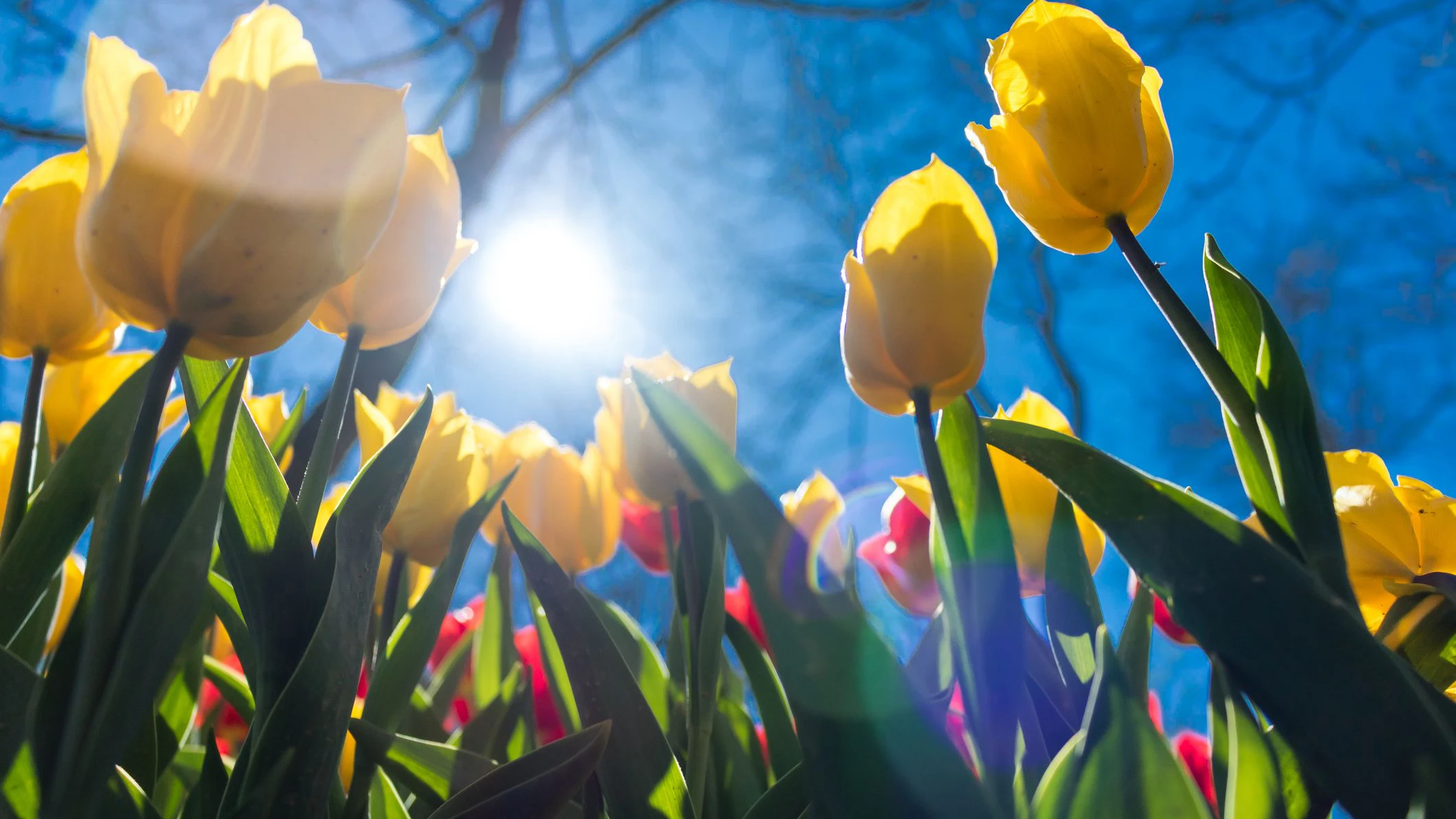 Das Wetter zu Ostern wird sonnig.