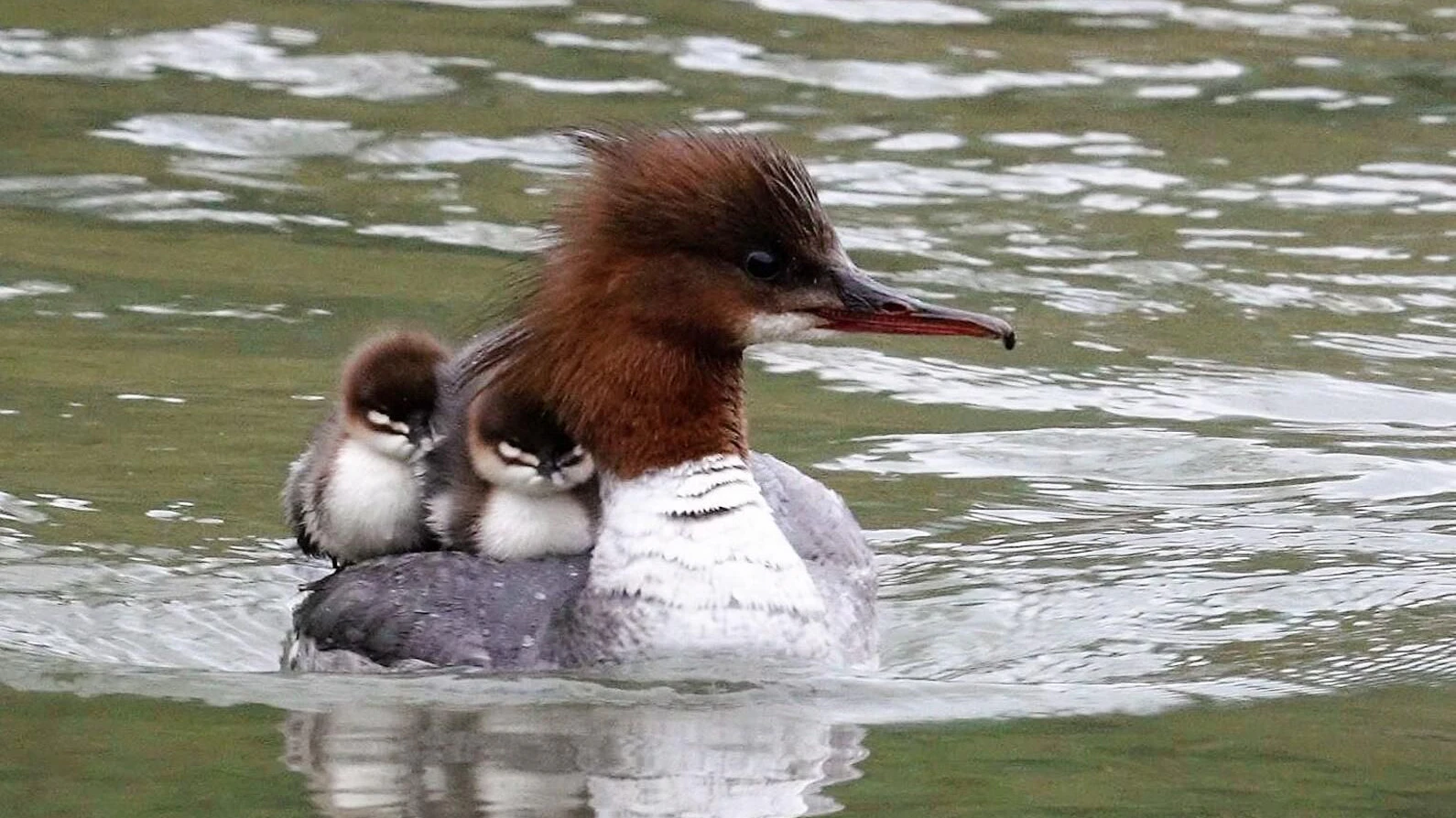 Schon bald wird sich dieses entzückende Bild bieten. 