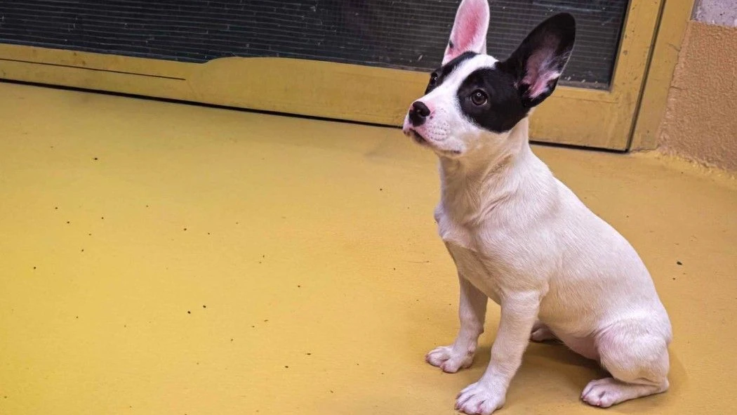 Mit Geduld und Umdenken, kann man auch einen tauben Hund grandios trainieren und auf den Alltag vorbereiten.