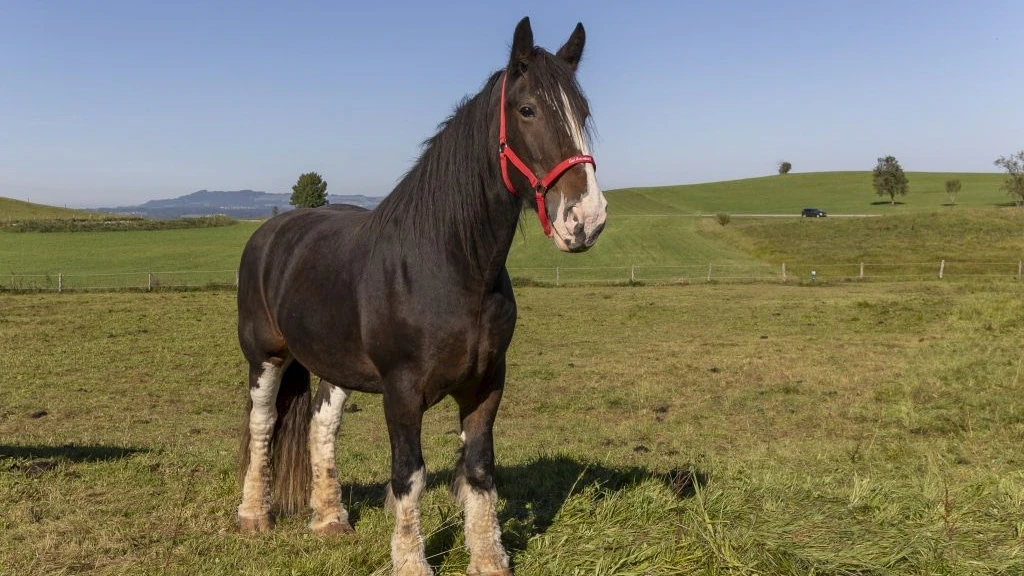 "Lady Charm" bewachte "Pioneer" auch noch nach seinem letzten Atemzug. 