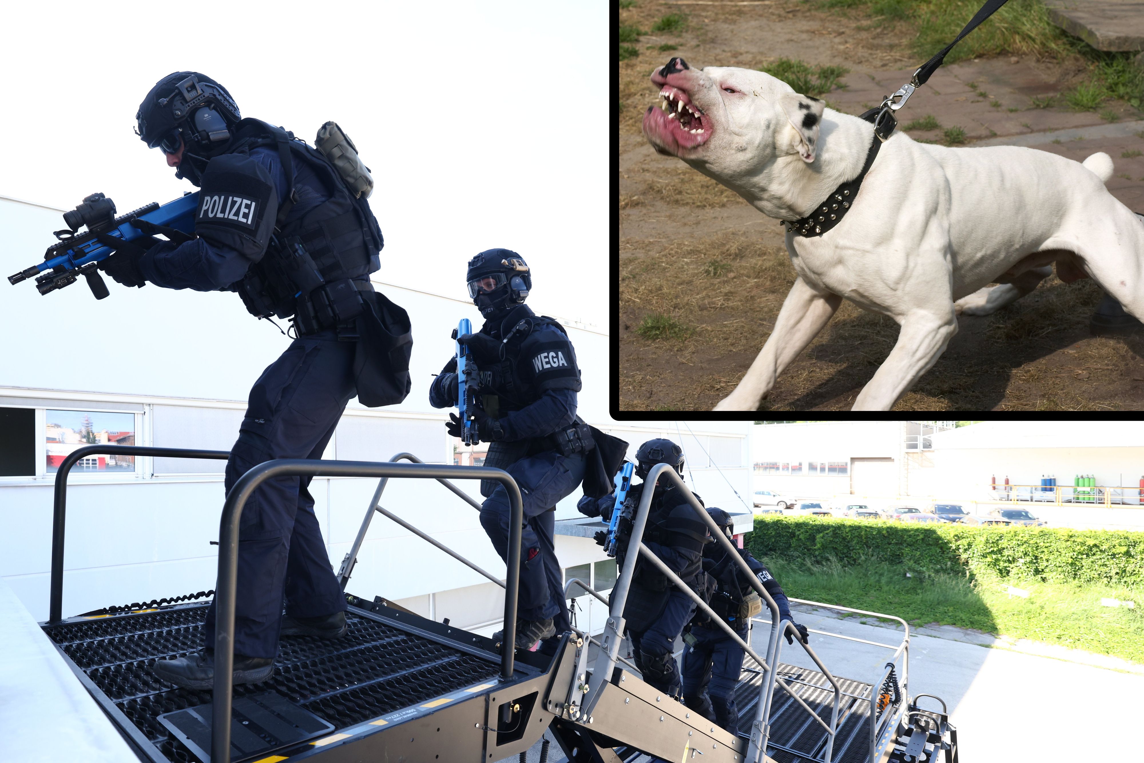 Schwer bewaffnete WEGA-Beamte führen den Zugriff durch, ein Kampfhund (Symbolbild) machte die Lage besonders heikel.