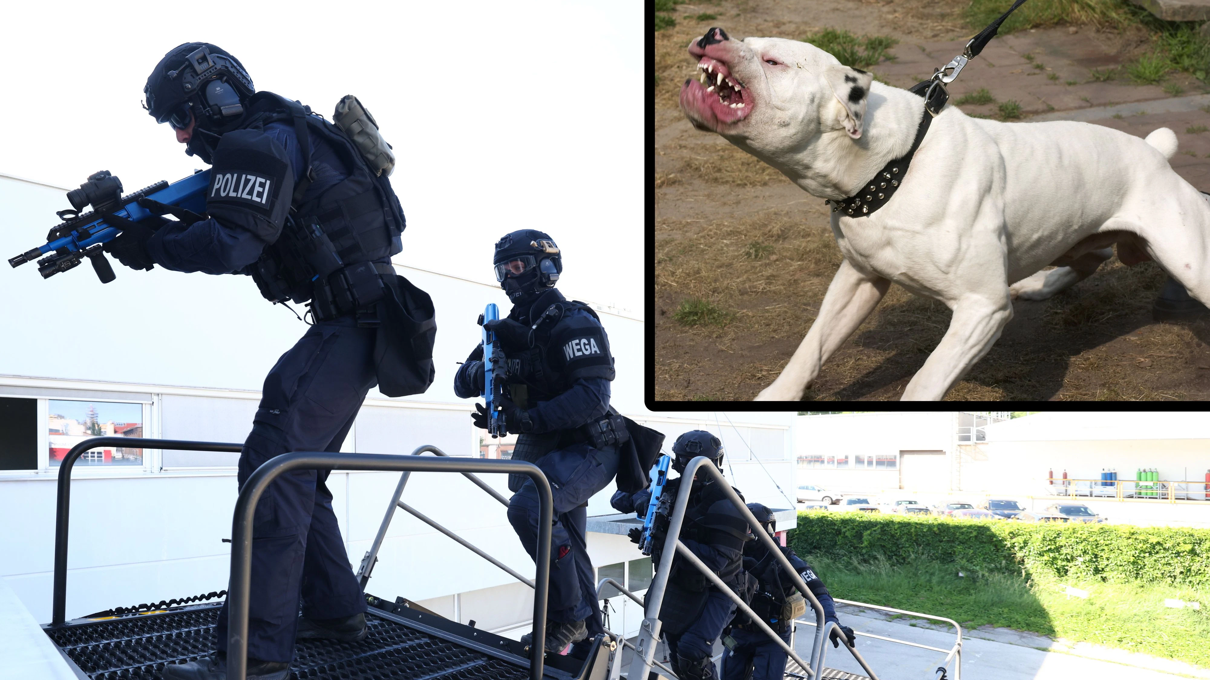 Heute.at - Ukrainer verhaftet! Kampfhund sorgt für heiklen Einsatz