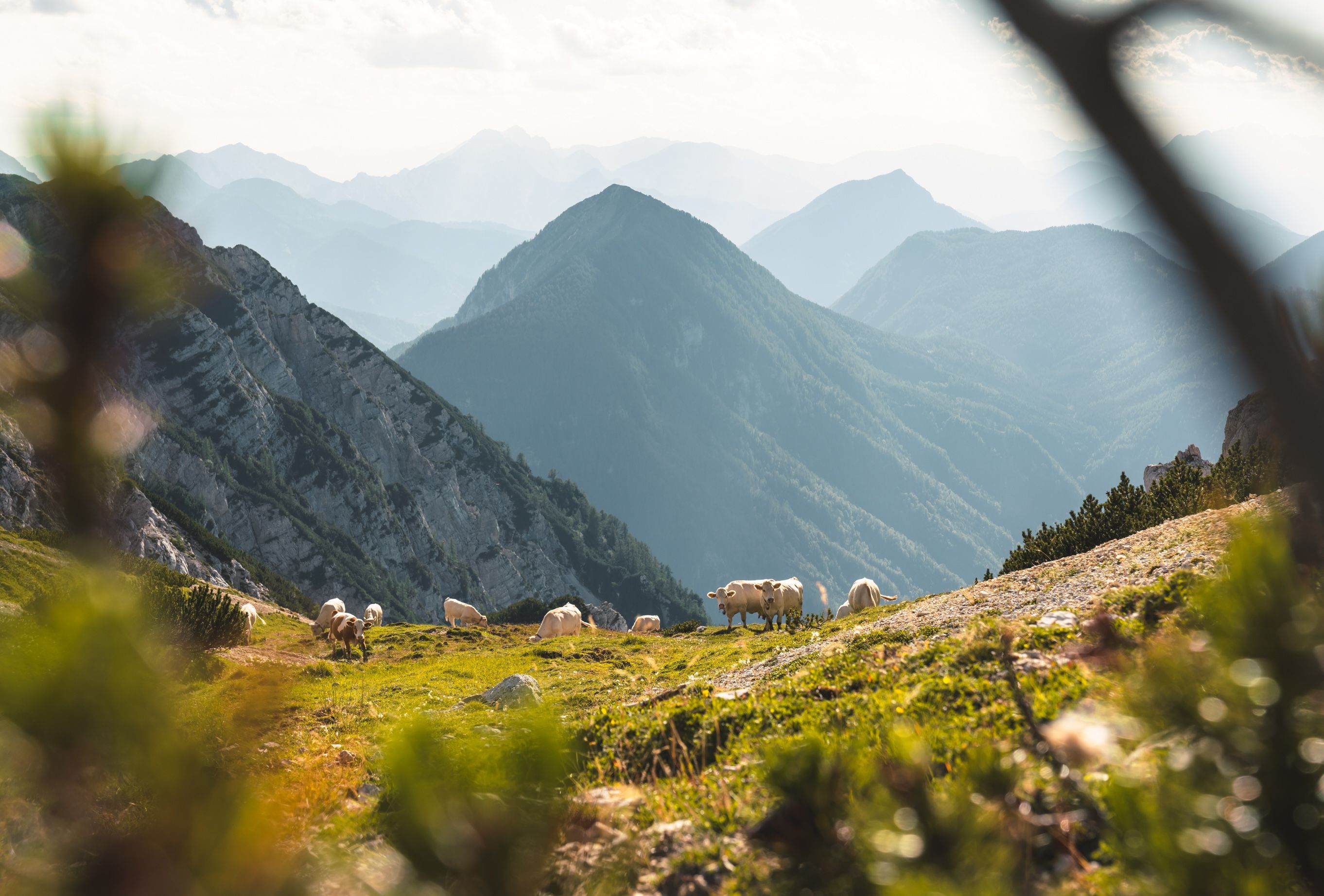 Heute.at - Extrem-Dürre! Hilferuf aus DIESEM Bundesland