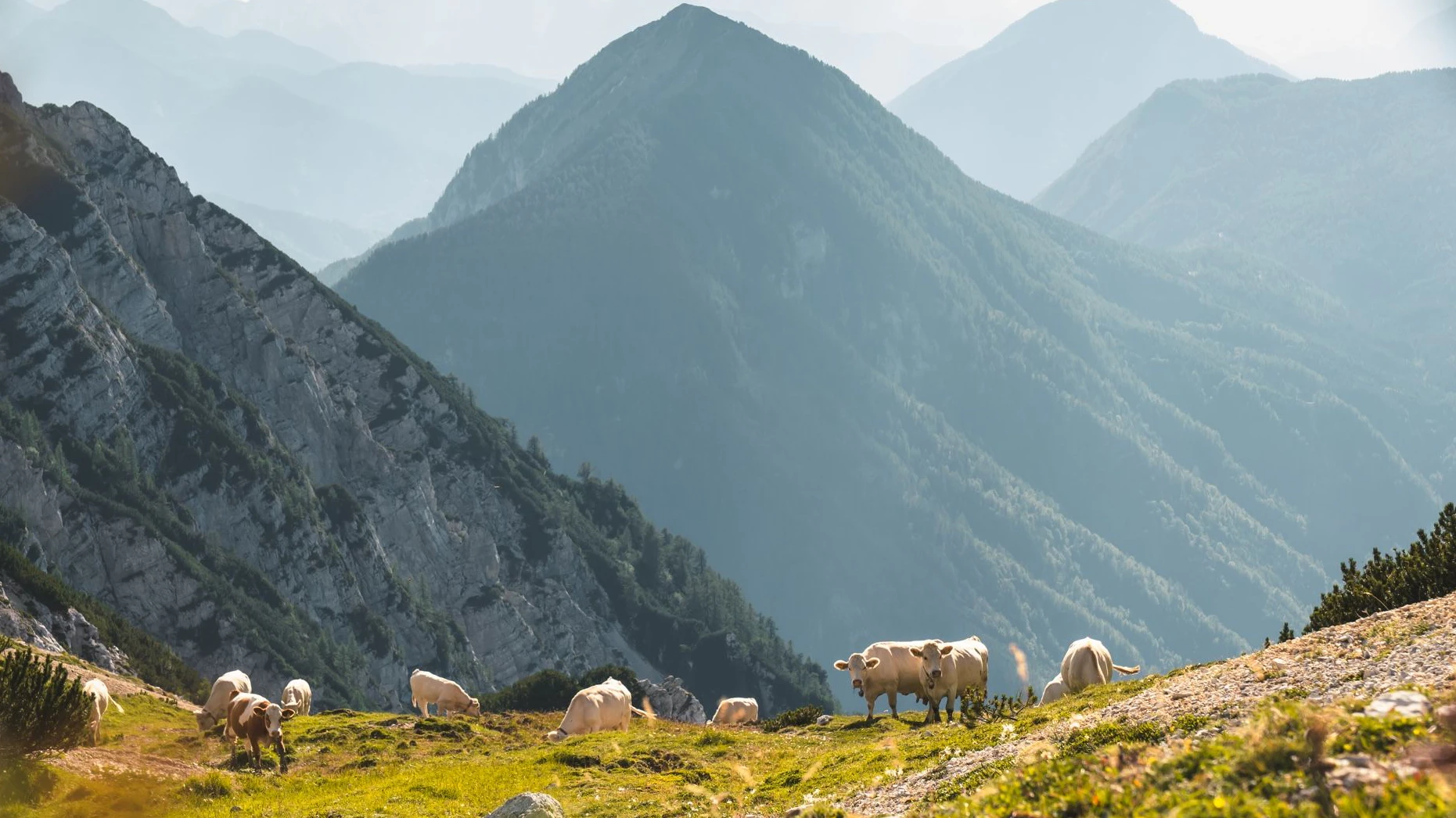 Heute.at - Extrem-Dürre! Hilferuf aus DIESEM Bundesland