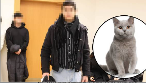 Der Thailänder soll seine Katze per Post verschickt haben.