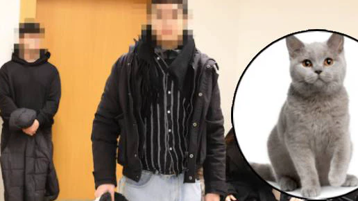 Heute.at - Wiener will Katze per Post nach Deutschland verschicken