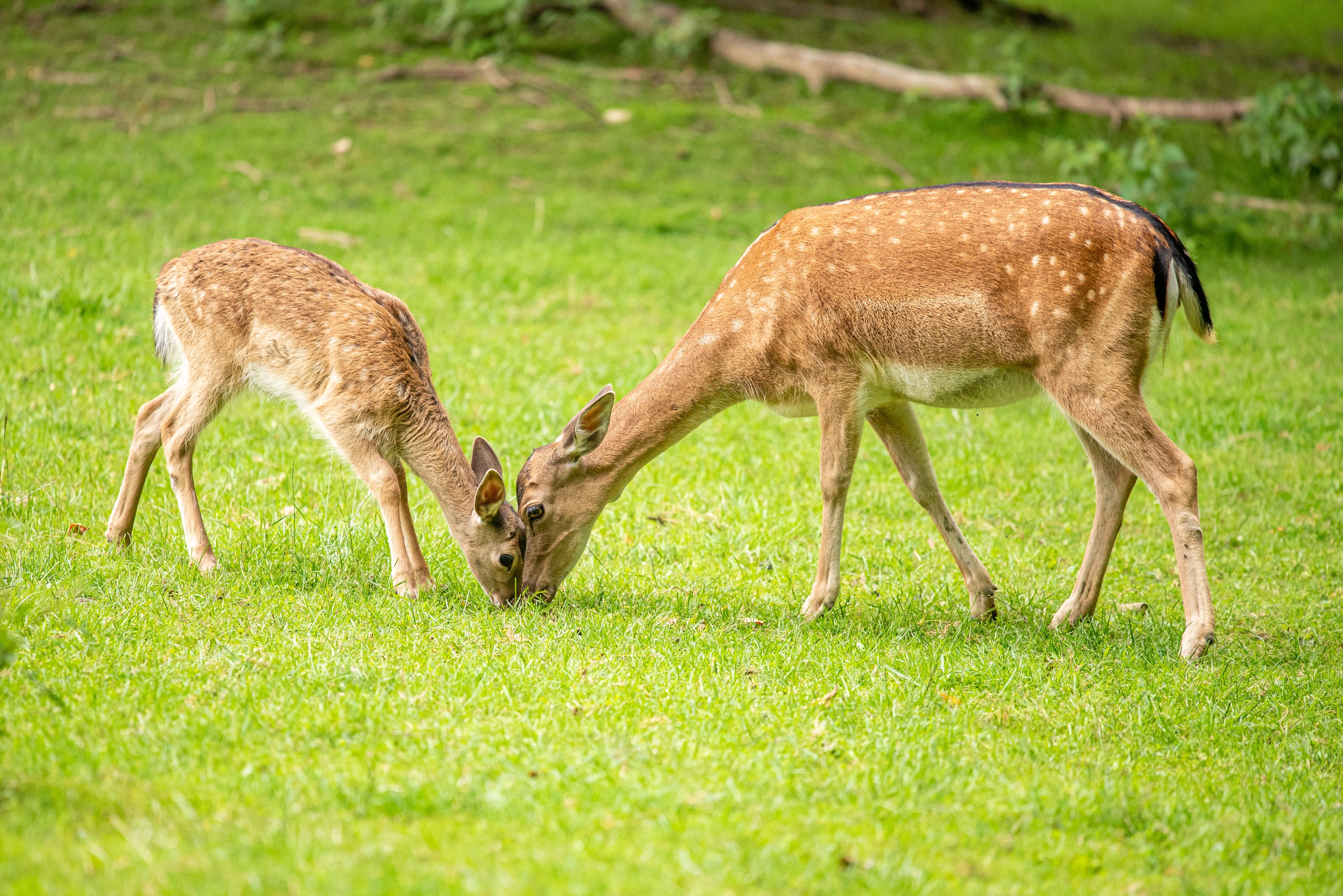 Heute.at - Der Wildpark Ernstbrunn startet in die neue Saison