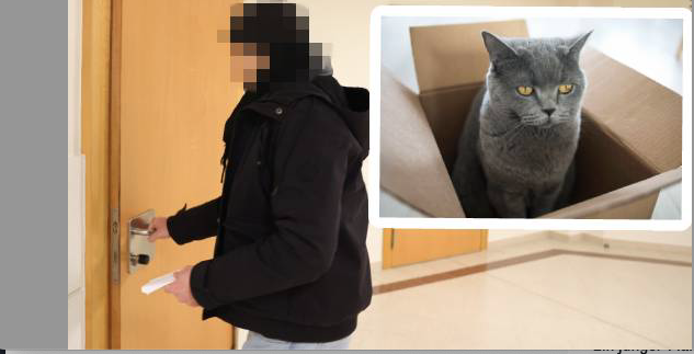 Heute.at - Mit Post verschickt – so geht es Katze Shana jetzt