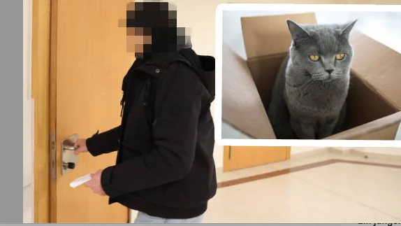 Heute.at - Mit Post verschickt – so geht es Katze Shana jetzt