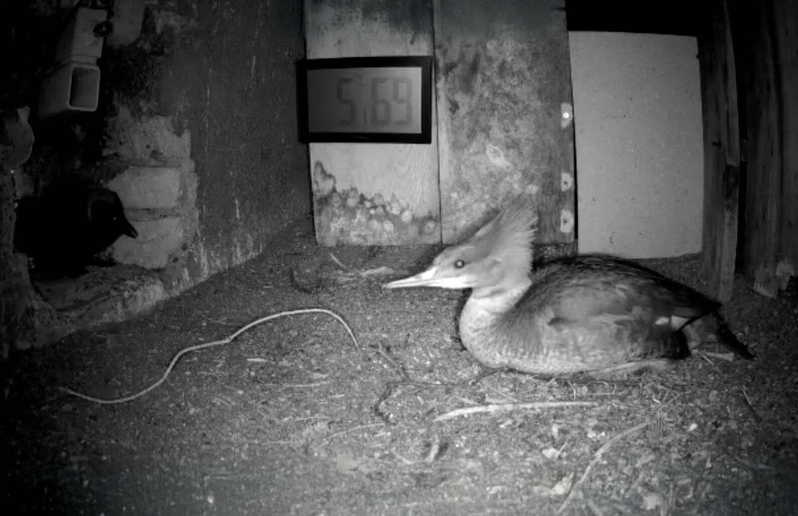Heute.at - Altbekannt! Gänsesäger brütet wieder im Glockenturm