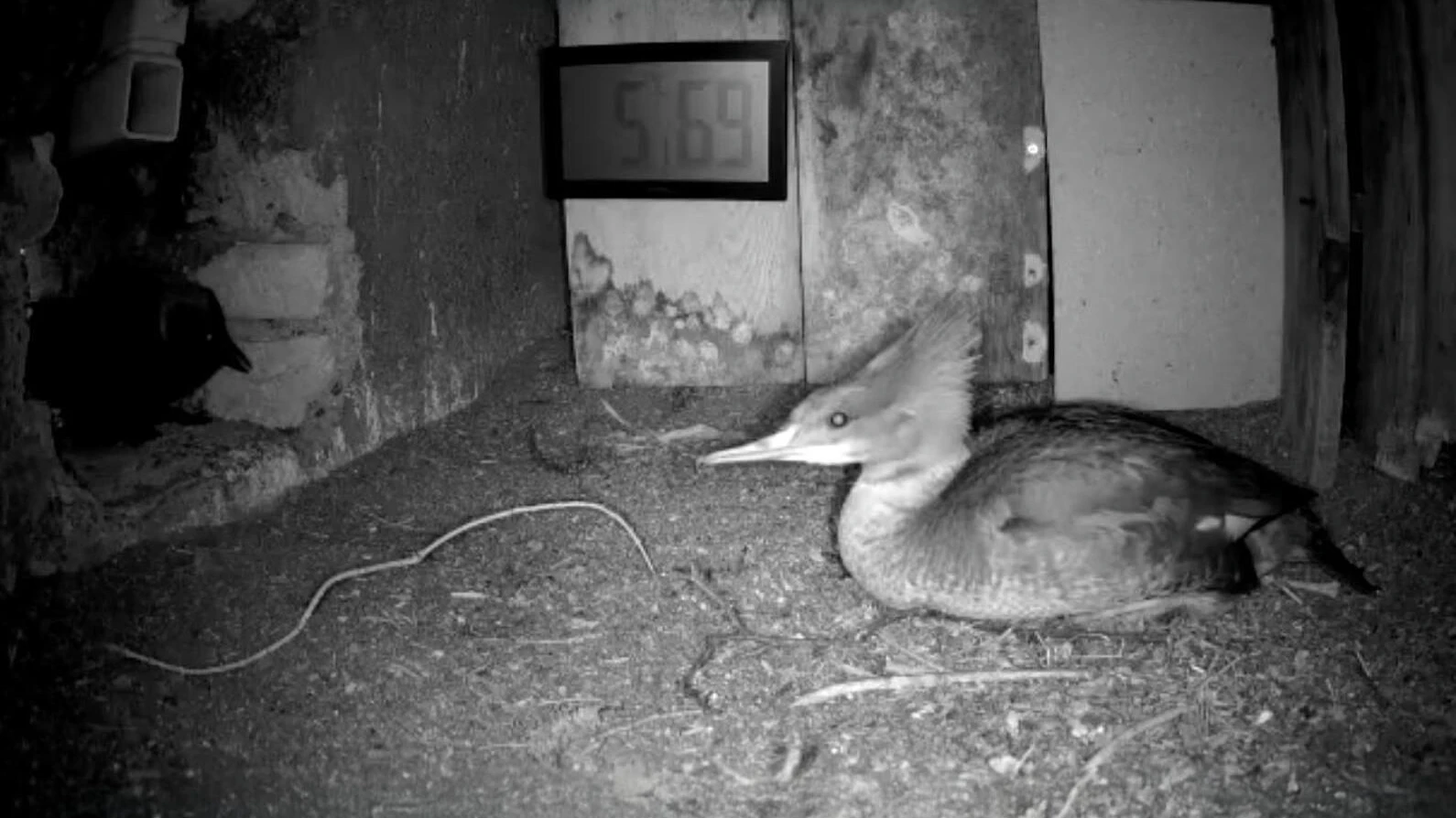 Heute.at - Altbekannt! Gänsesäger brütet wieder im Glockenturm