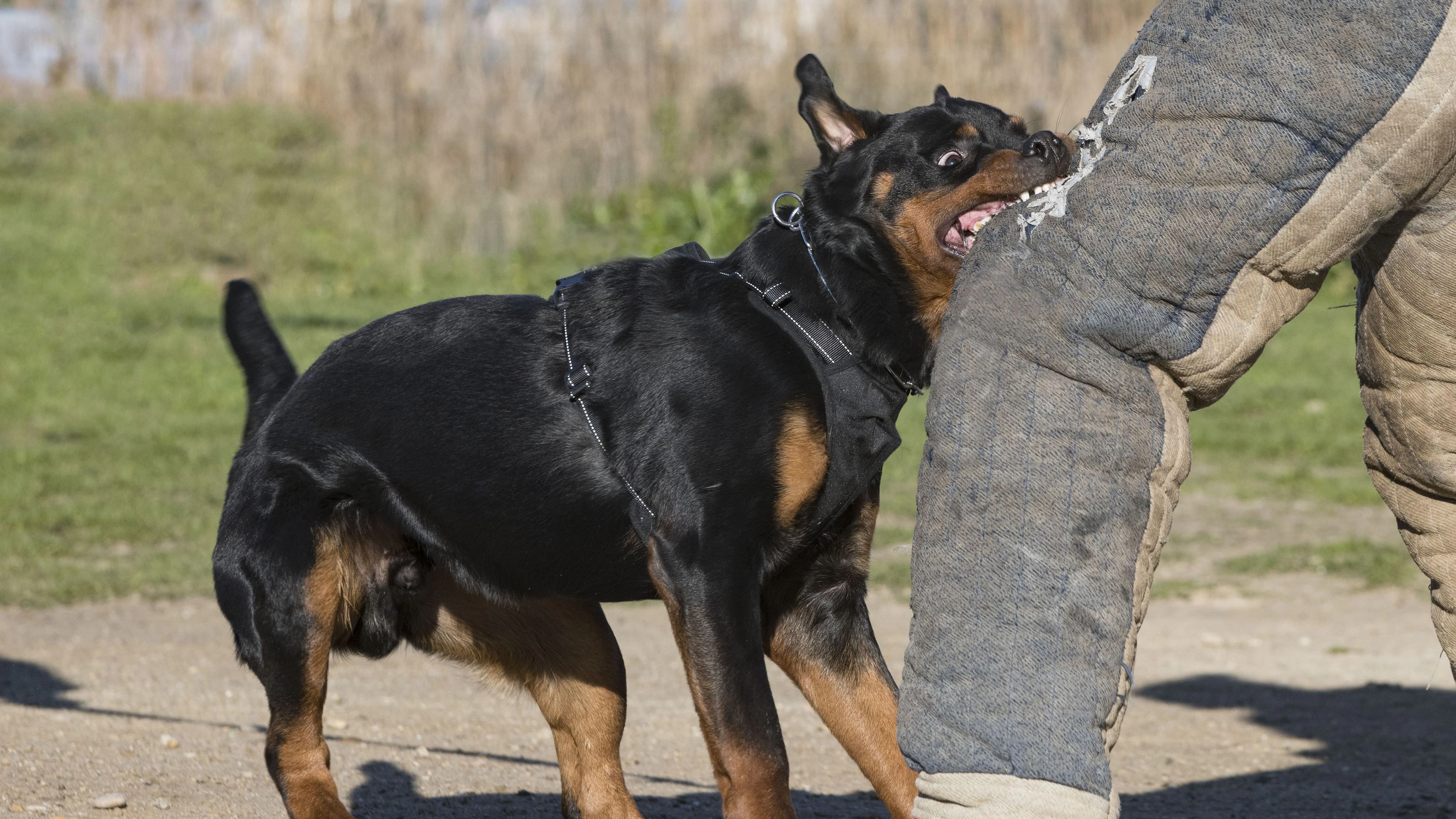 Derartige Angriffs- und Beißtrainings waren seit April 2025 verboten.