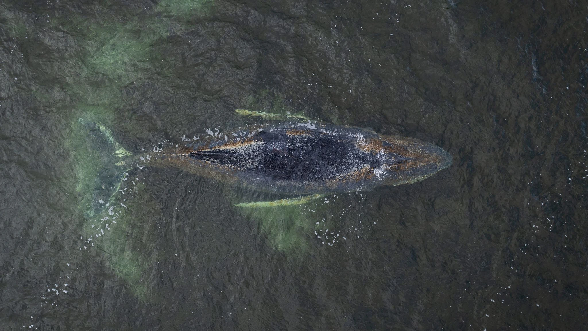 Rettungsversuche wurden bereits am Mittwoch eingestellt.