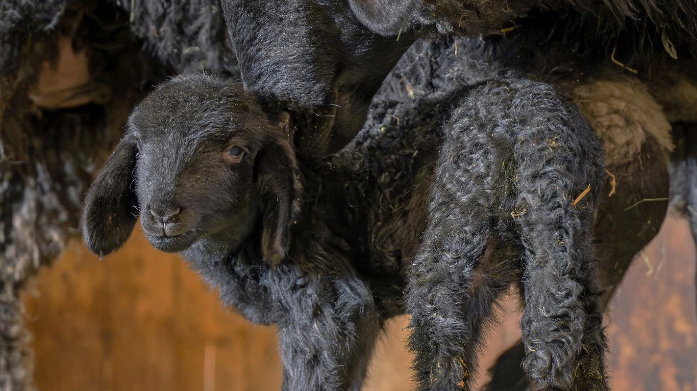 Auch dieses Lämmchen ist vor Ostern zur Welt gekommen!