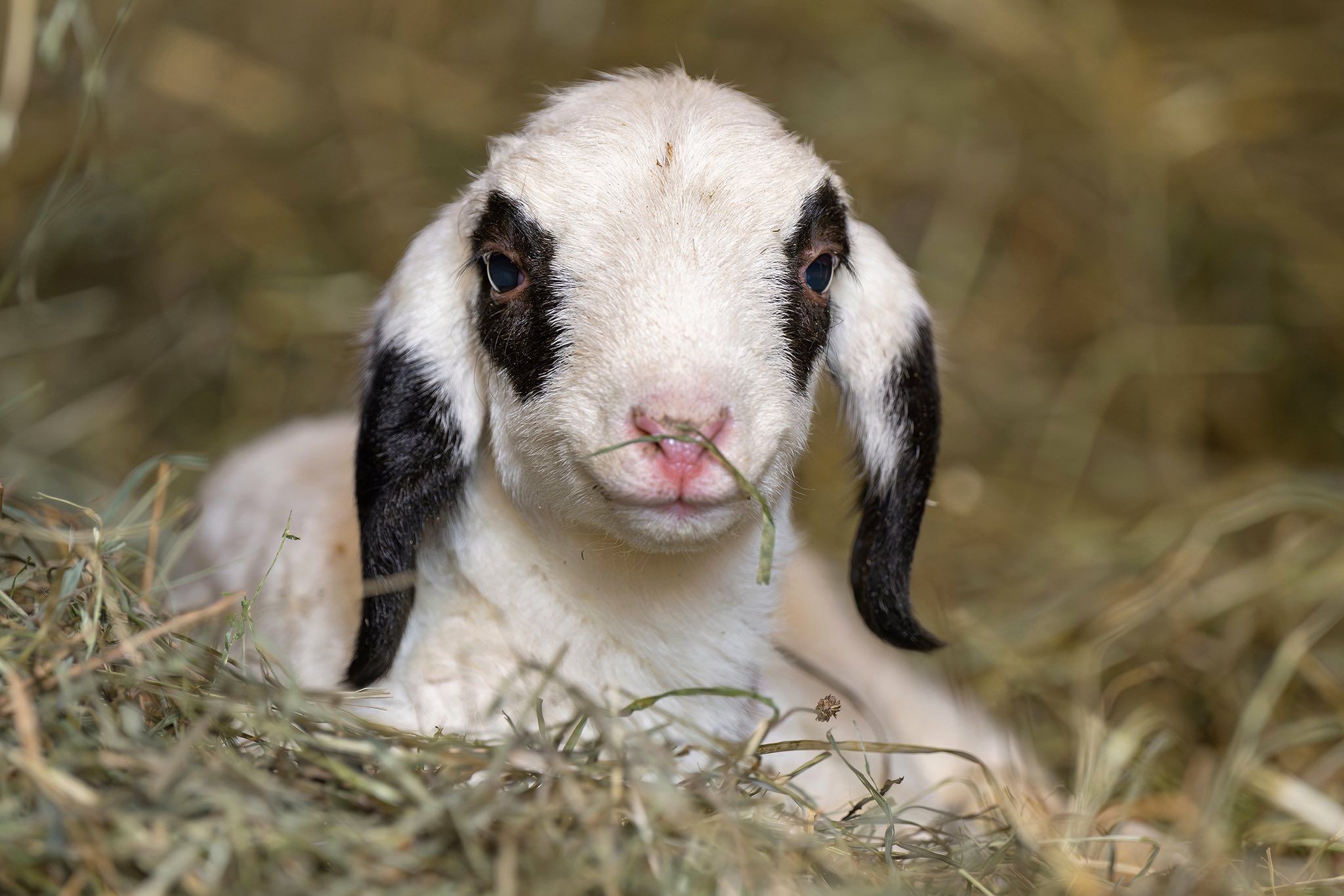 Heute.at - Baby-Boom in Schönbrunn – Zoo bekommt zwei Osterlämmer!