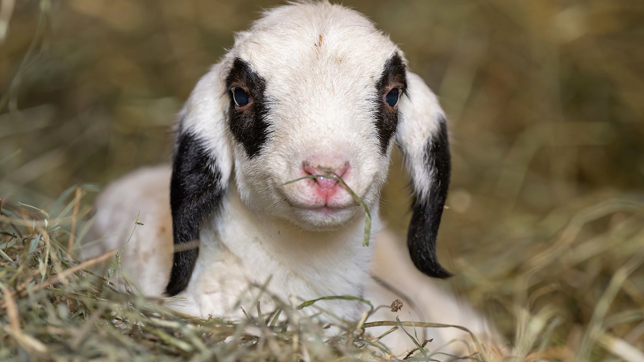 Heute.at - Baby-Boom in Schönbrunn – Zoo bekommt zwei Osterlämmer!