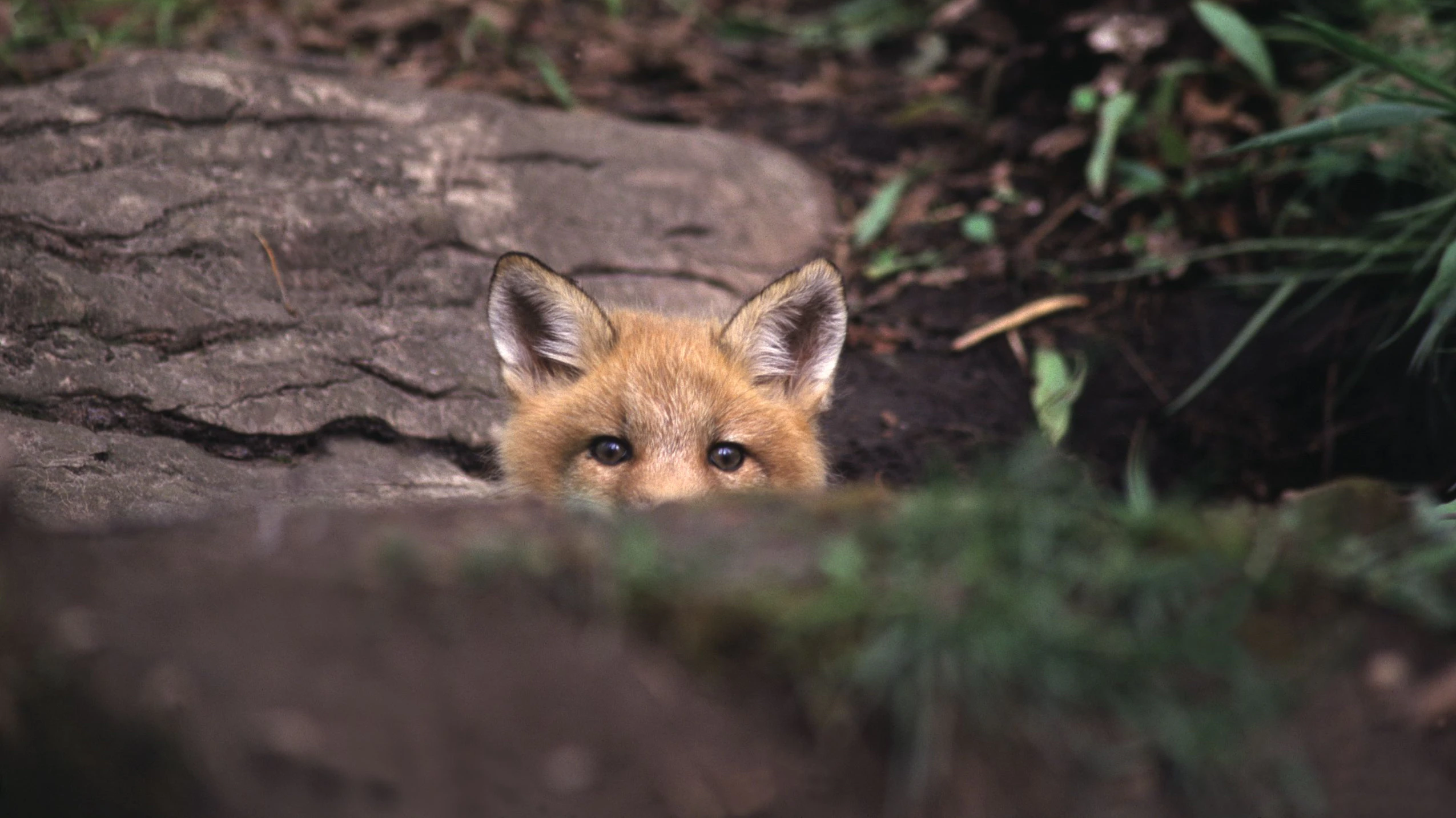 Heute.at - Bitte verbrenn uns nicht - Todesfalle Osterfeuer