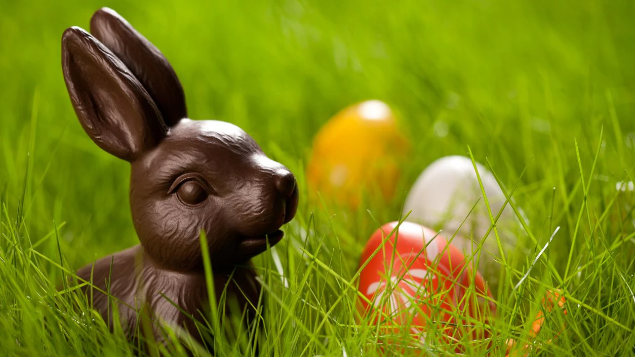 Close up of colorful Easter eggs and chocolate bunny in fresh spring grass.