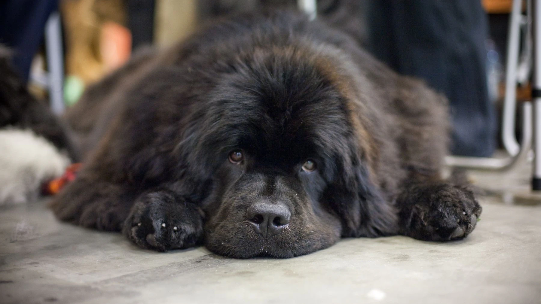 Zwei Hunde - eine Geschichte! 