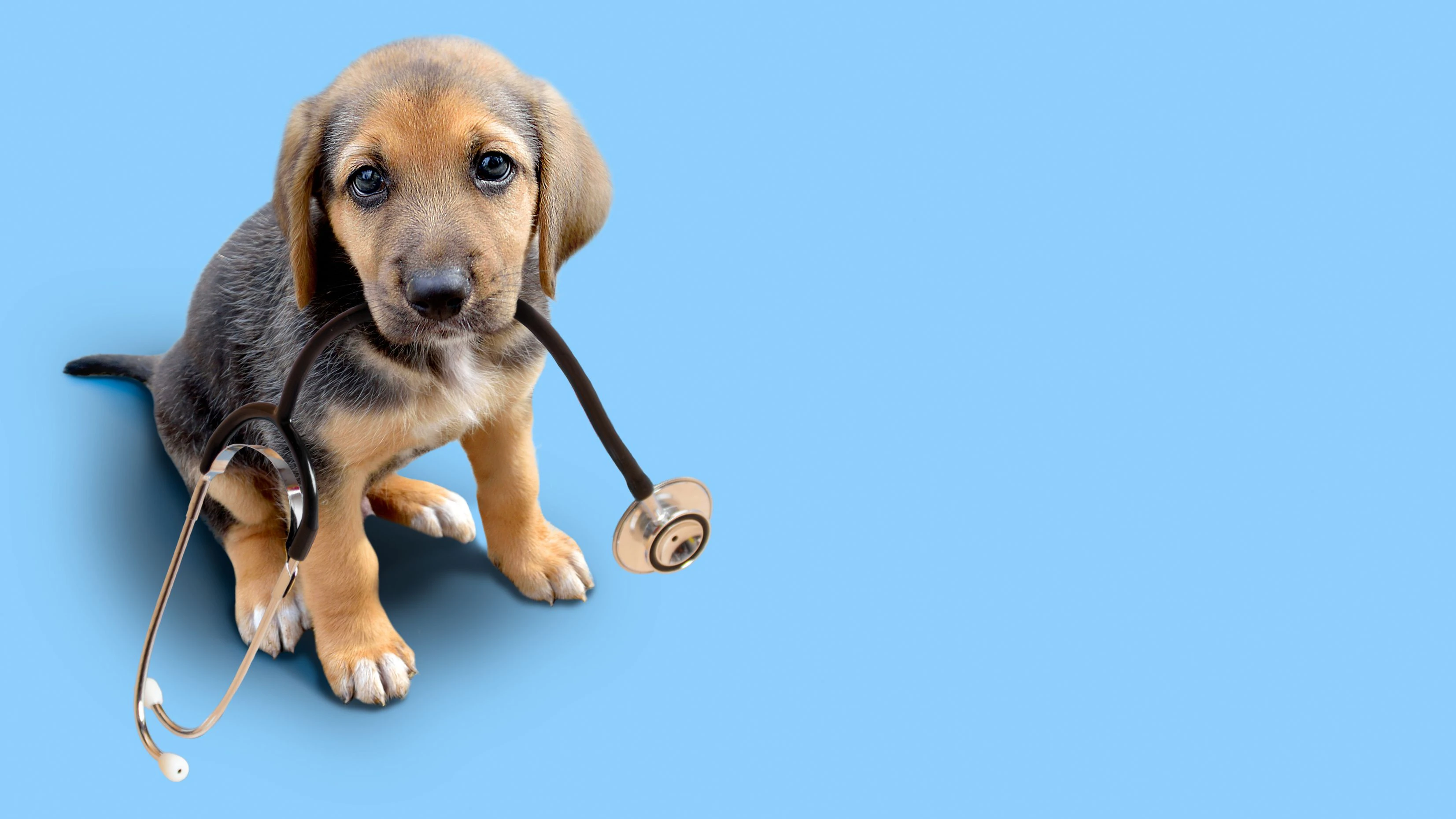 In der Natur sind "Schmerzen" ein Zeichen von Schwäche und deshalb oft ein Todesurteil - deshalb werden sie von Hunden meist sehr gut versteckt. 