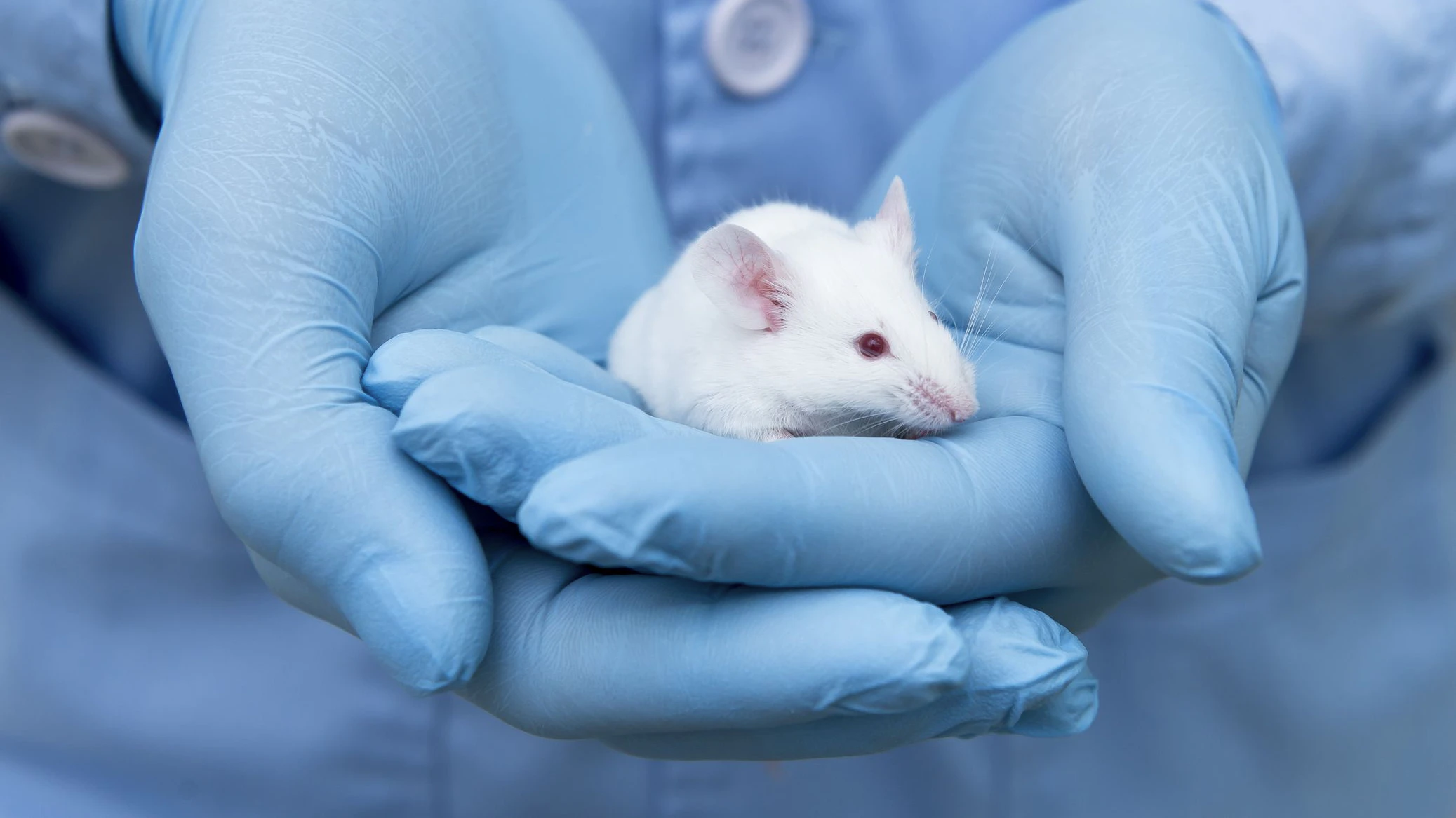 Labor-Ergebnisse bei Mäusen lassen sich oft nicht auf den Menschen übertragen