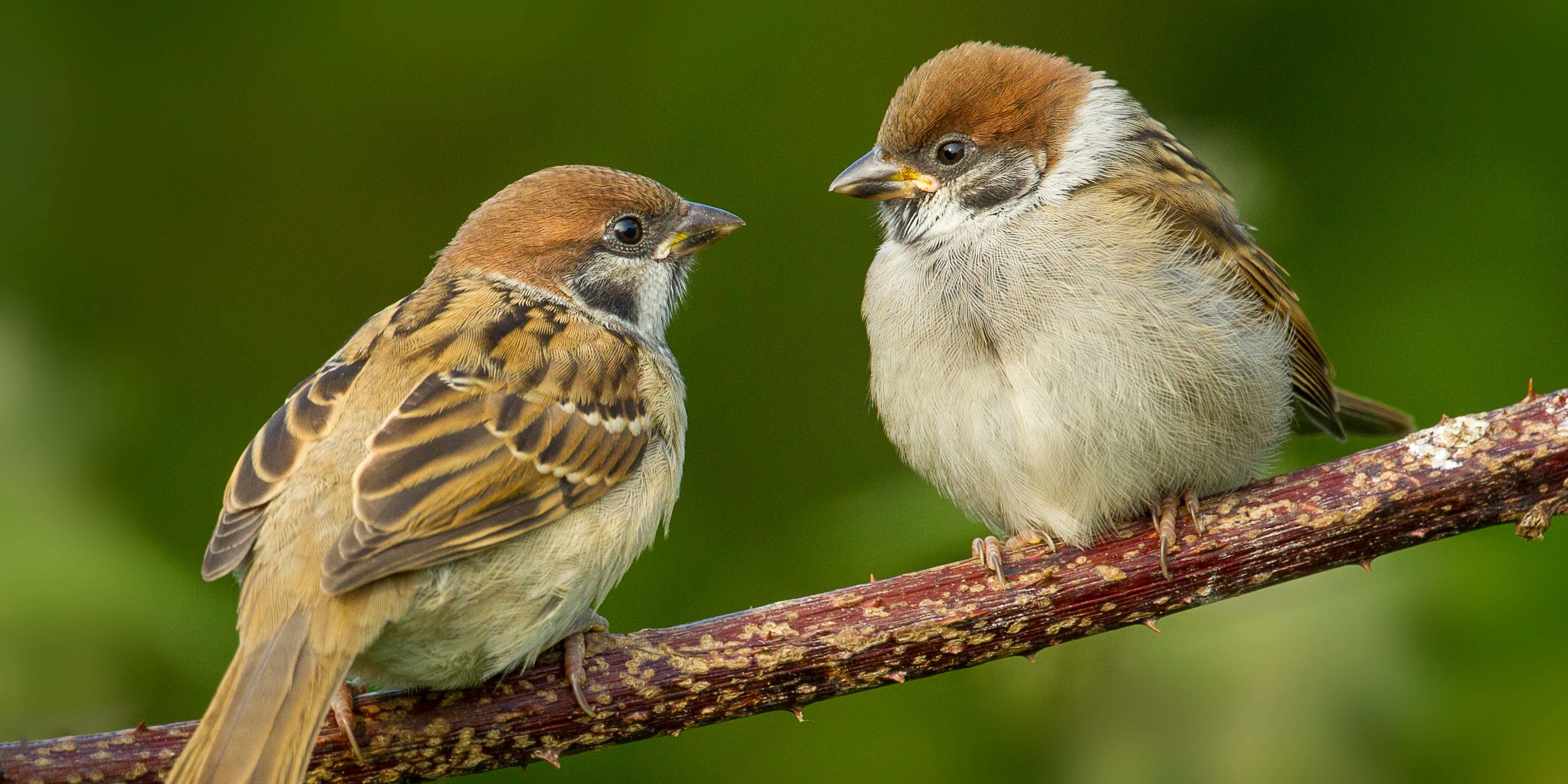 Der Spatz ist wohl der geselligste Vogel im Garten.