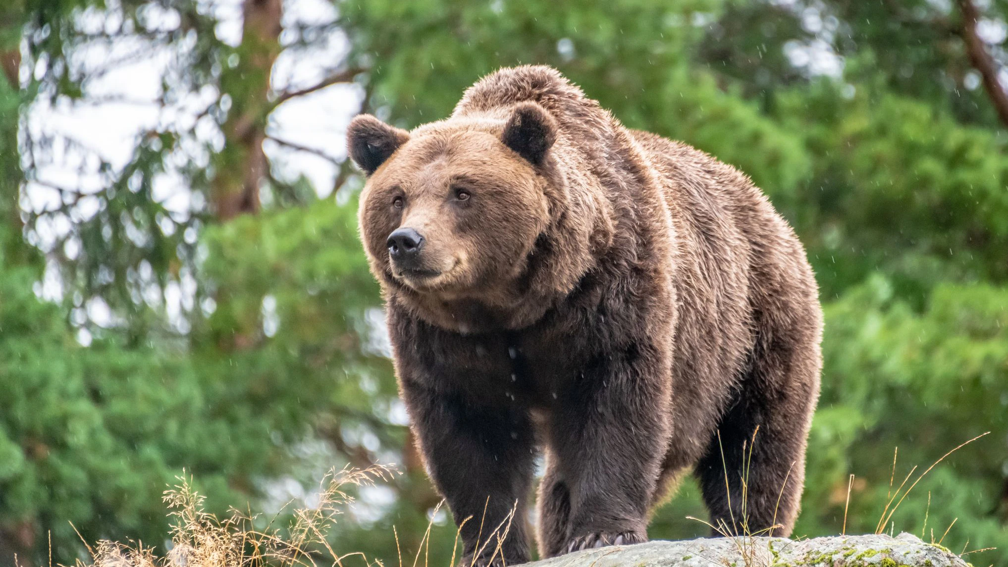 In Tirol soll sich ein Bär herumtreiben.