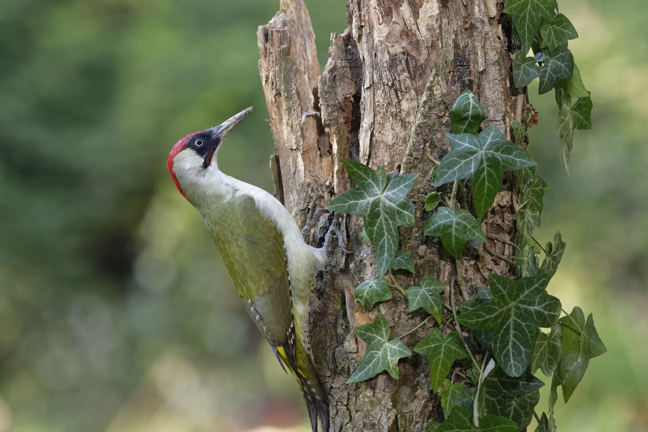 Der Grünspecht hat eine bis zu zehn Zentimeter lange Zunge.