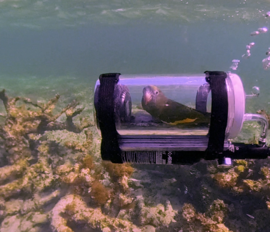 Heute.at - Papagei Bebe taucht mit eigenem U-Boot ab