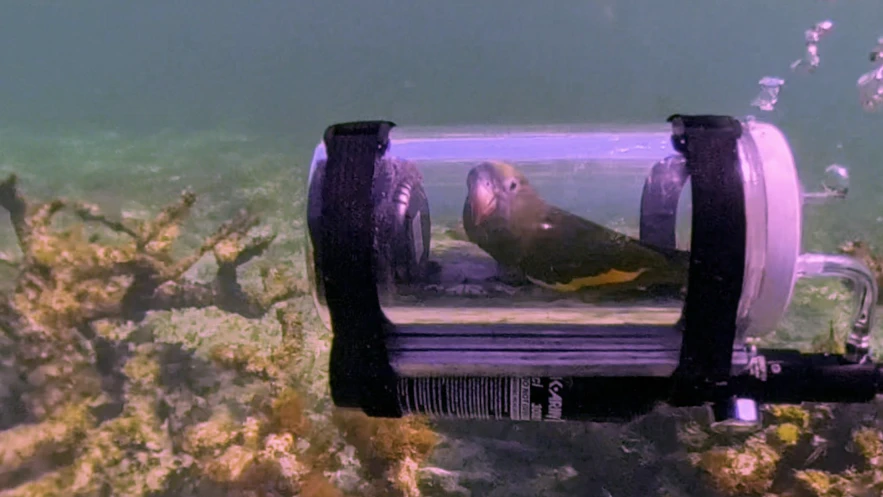 Heute.at - Papagei Bebe taucht mit eigenem U-Boot ab