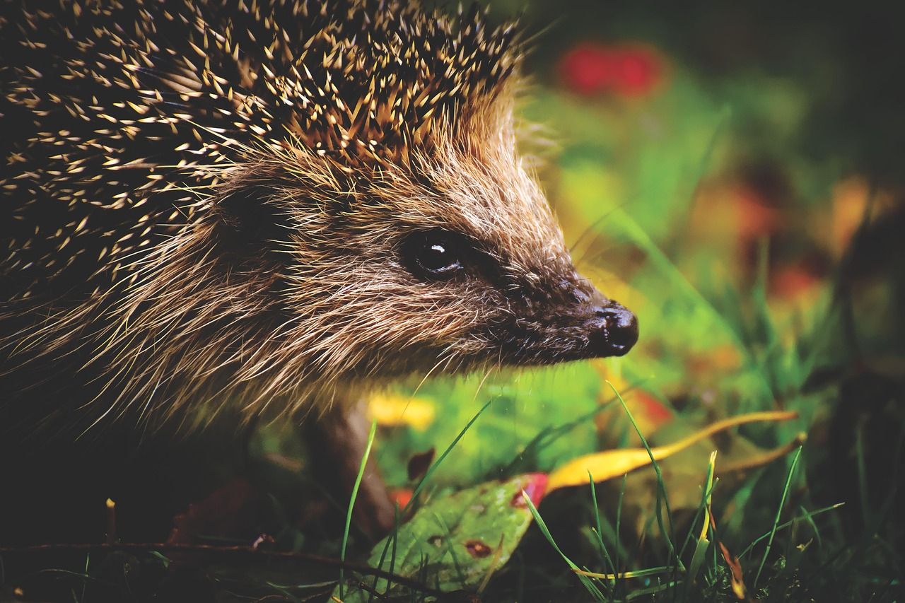 Stacheliger Igel im Garten