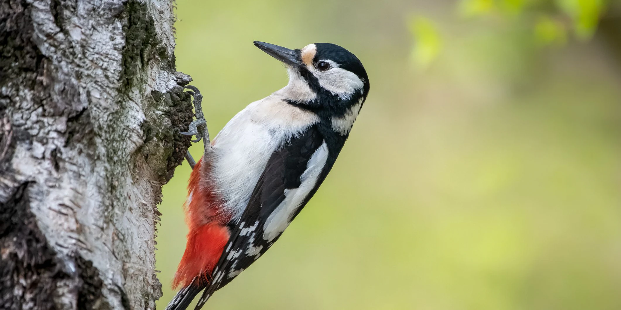 Der Schnabel ist mit dem Kopf des Buntspechtes fest verwachsen, weshalb er auch keine Kopfschmerzen beim "trommeln" bekommt.