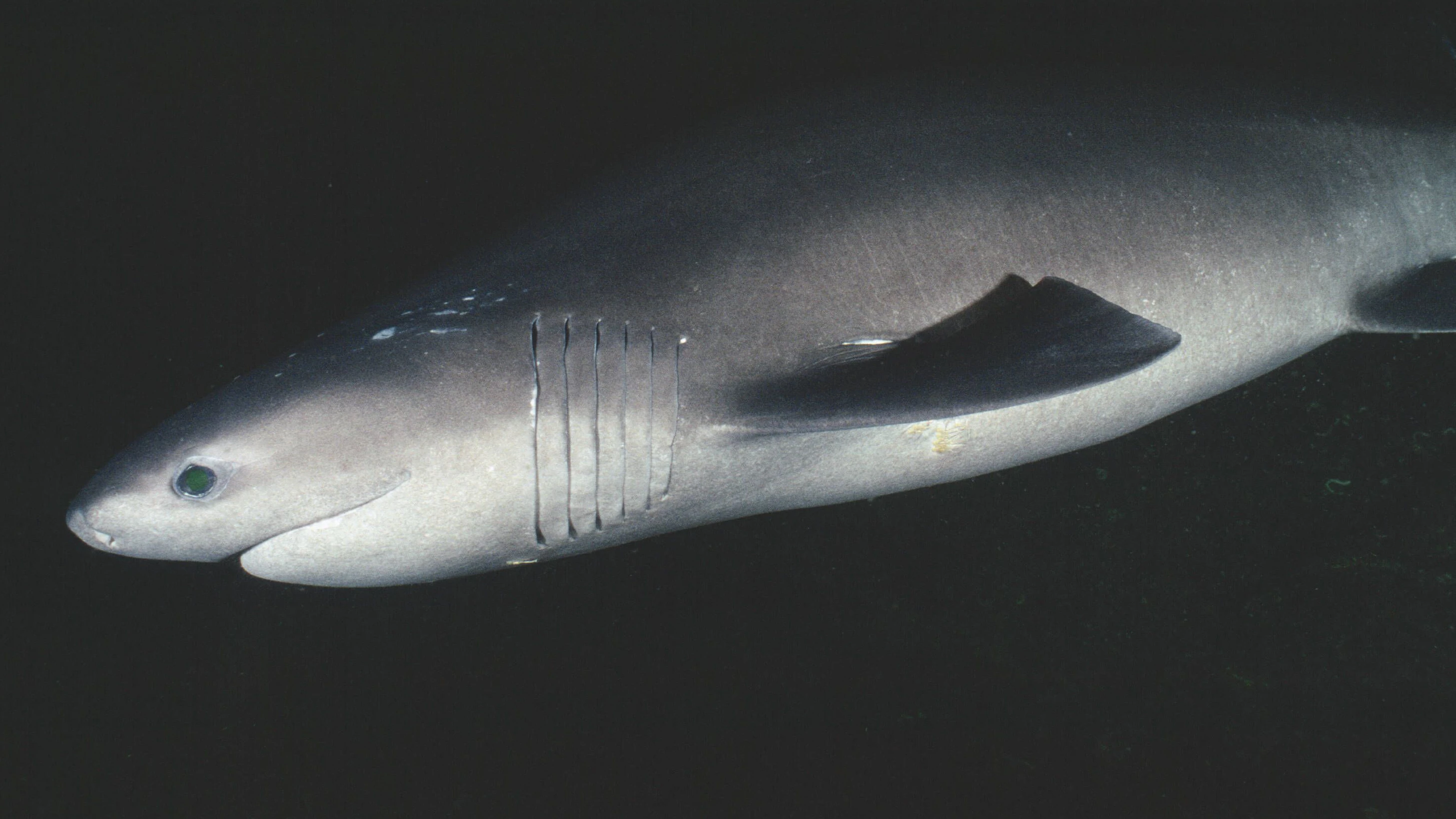 Bluntnose Sixgill Shark Hexanchus griseus Deep water sixgill shark with international distribution. Grows to at least 5m. Copyright: xKelvinxAitkenx/xVWPicsx KEA-SHARKS-0015