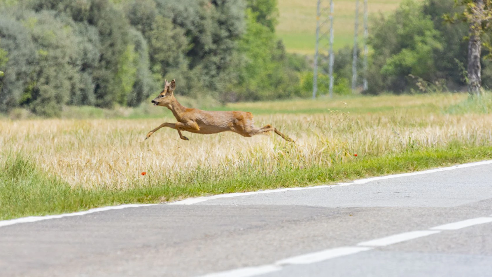 Wildwechsel: Der ARBÖ rät jetzt wieder zu erhöhter Vorsicht. (Symbolbild)