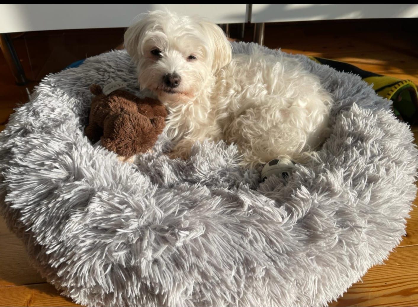 Besitzer Sasa Z. sucht verzweifelt nach seiner 