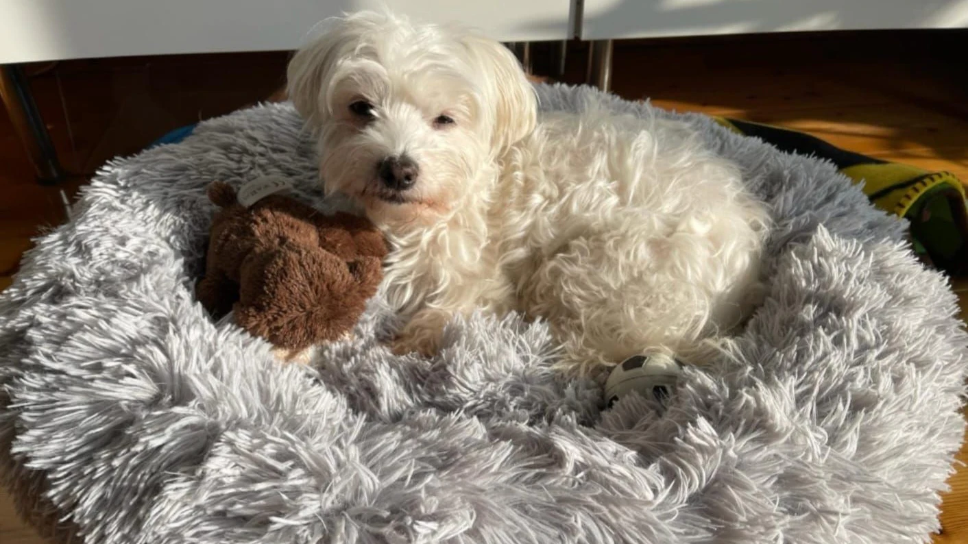 Besitzer Sasa Z. sucht verzweifelt nach seiner "Lucy".