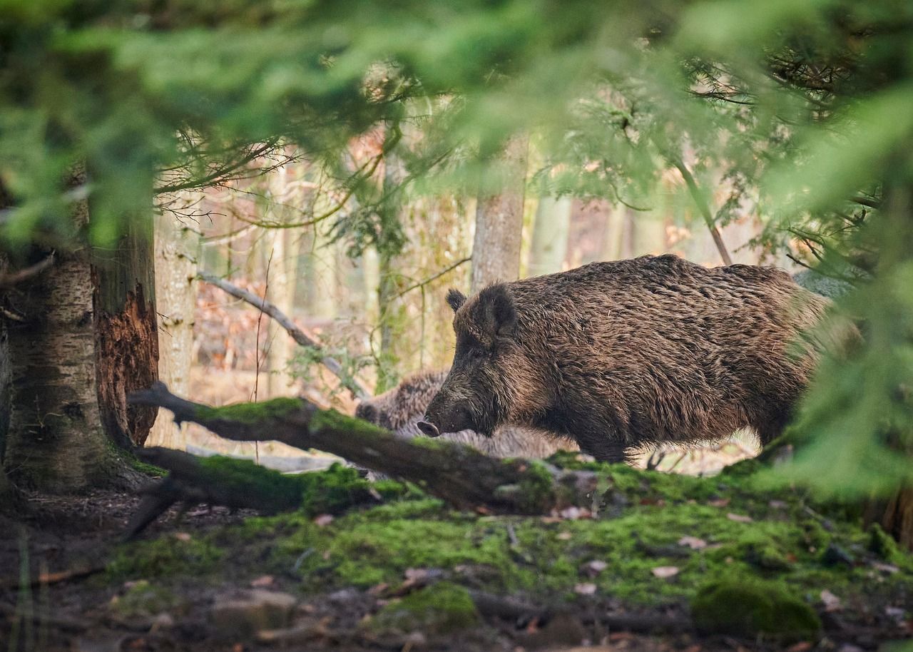 Wildschwein im Wald - eine natürliche Gefahr